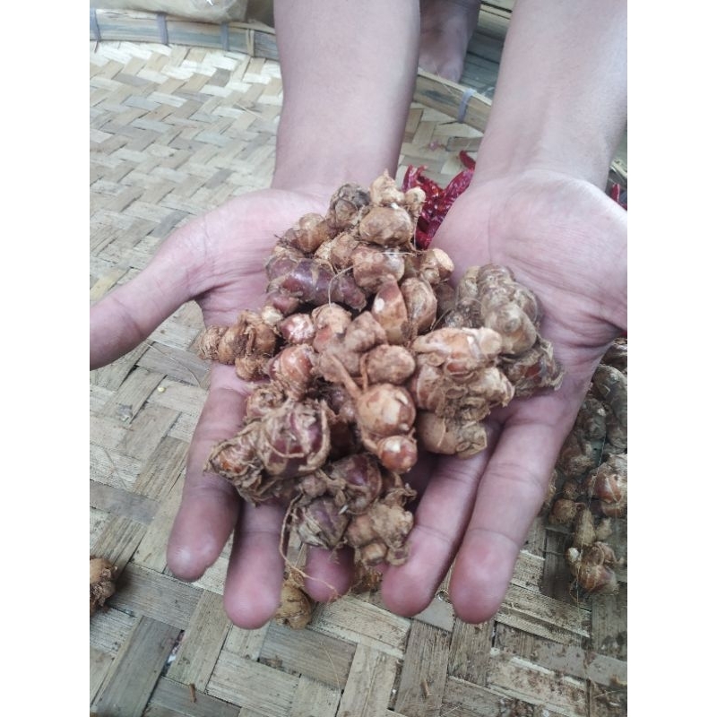 

kencur segar asli Ciamis langsung dari kebun ukuran 500 gram