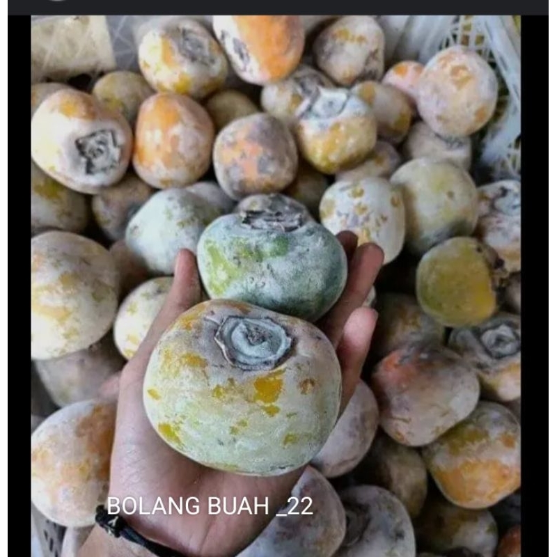 

buah kesemek isi 1kg