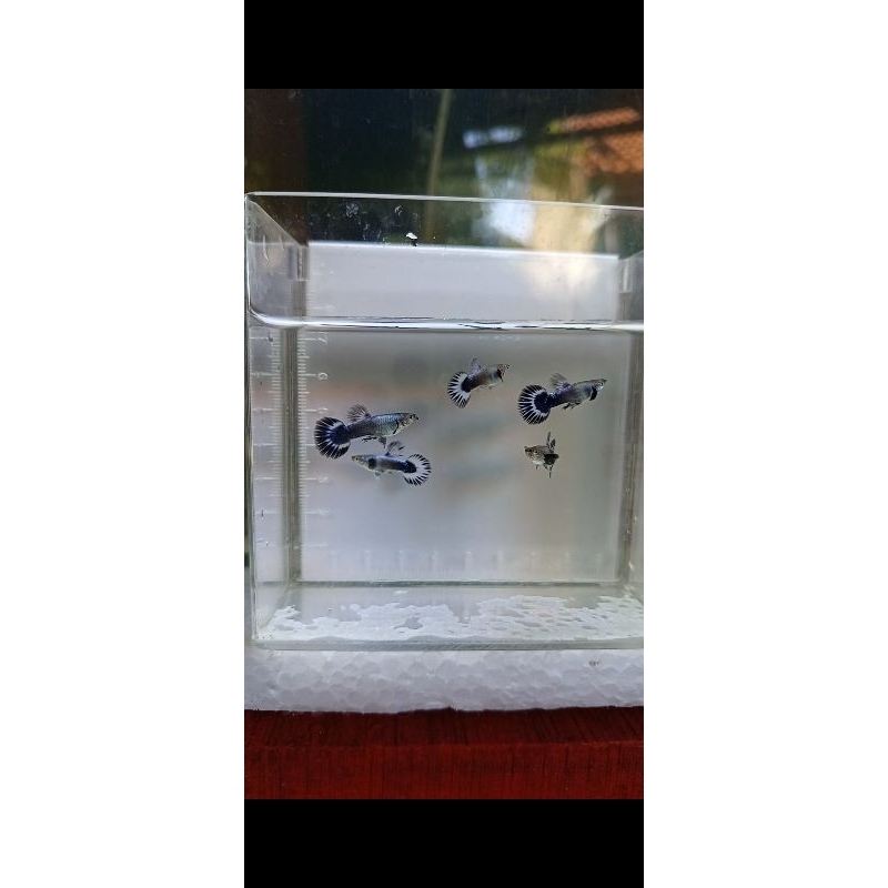 Guppy Blue ivory half moon