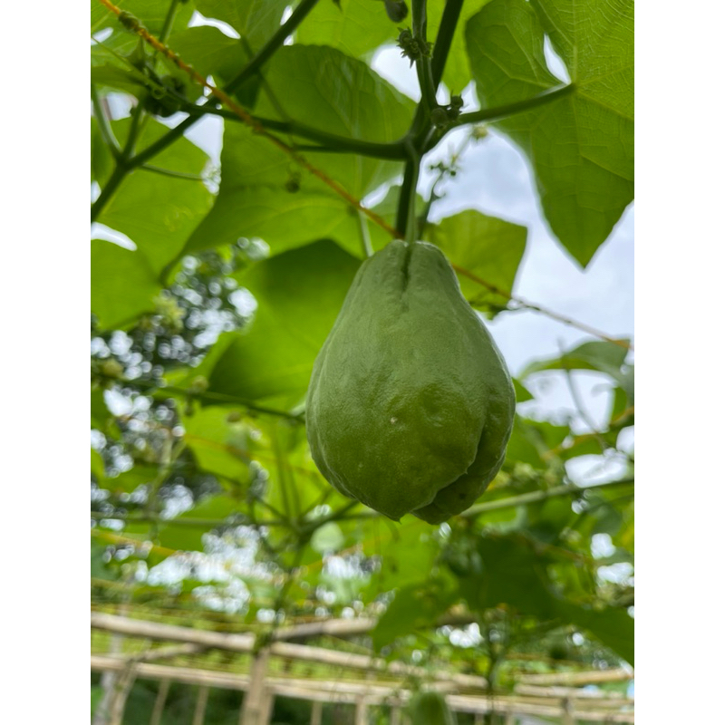 

bibit labu anggur