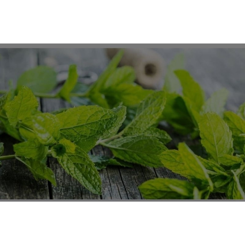 

DAUN BANDOTAN SEGAR 100 gram