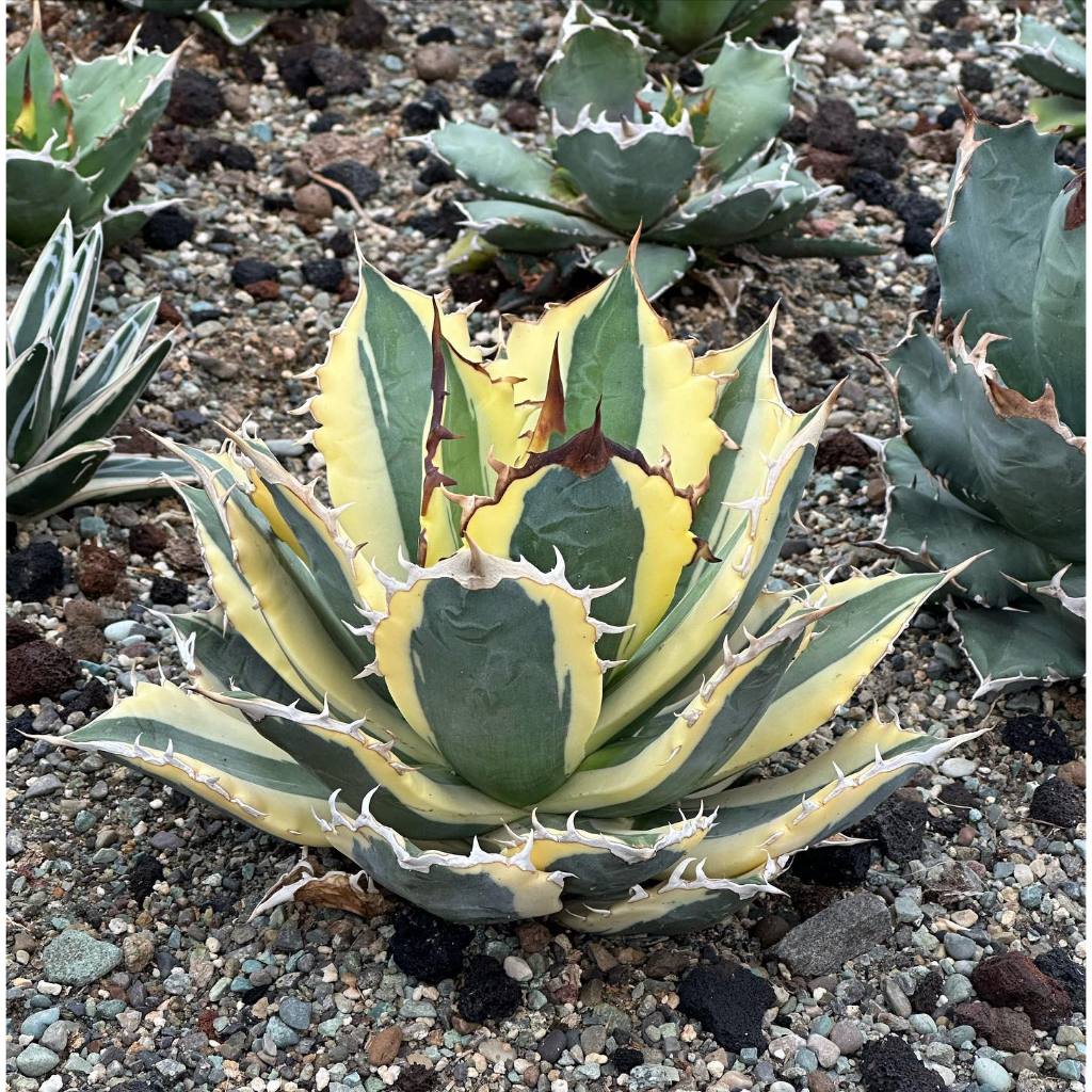 agave titanota snaggletooth
