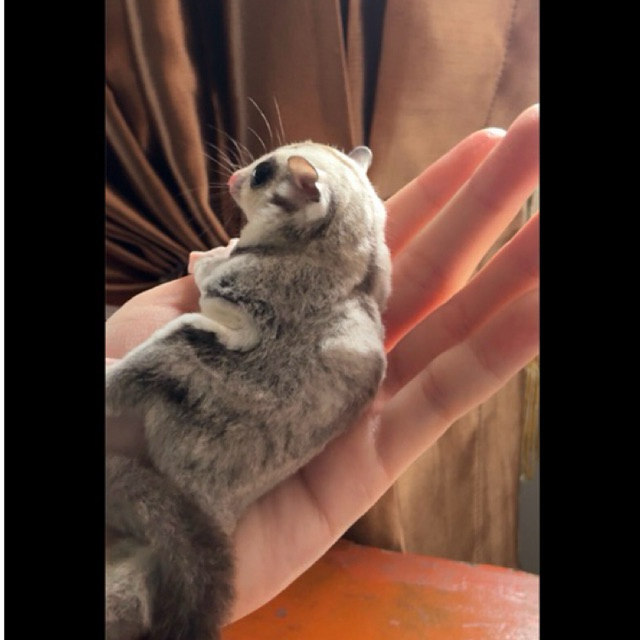 Sugarglider Platinum Joey