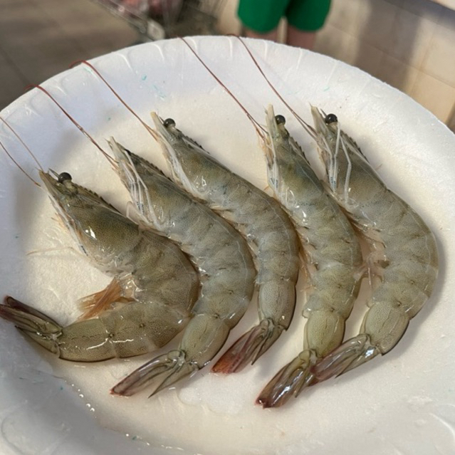 

udang fresh sedang size50 bisa dikupaskan