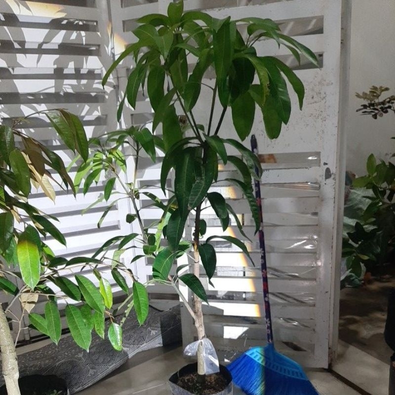 mangga kombinasi 2 jenis