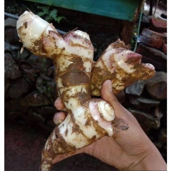 Ganyong segar alami Canna edulis / Umbi Ganyong mentah