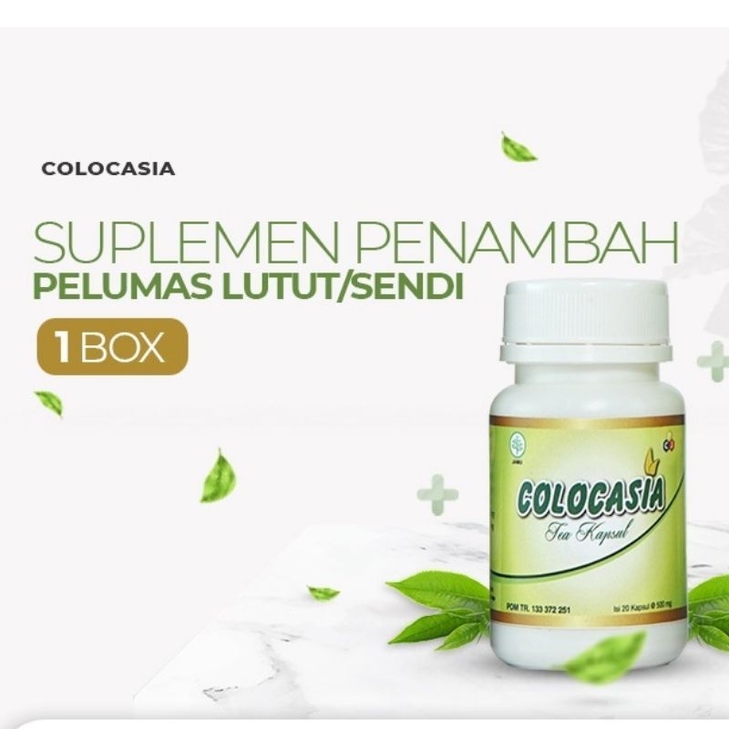 COLOCASIA Obat Herbal Nyeri Sendi Dan Tulang COLOCASIA 100% Original