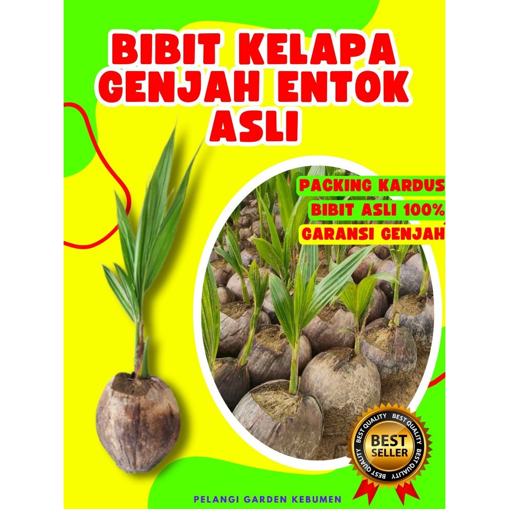 TERLARIS.. Bibit Buah Kelapa Entok, Bibit Buah Kelapa Entog, Bibit Buah Kelapa Entok Anakan