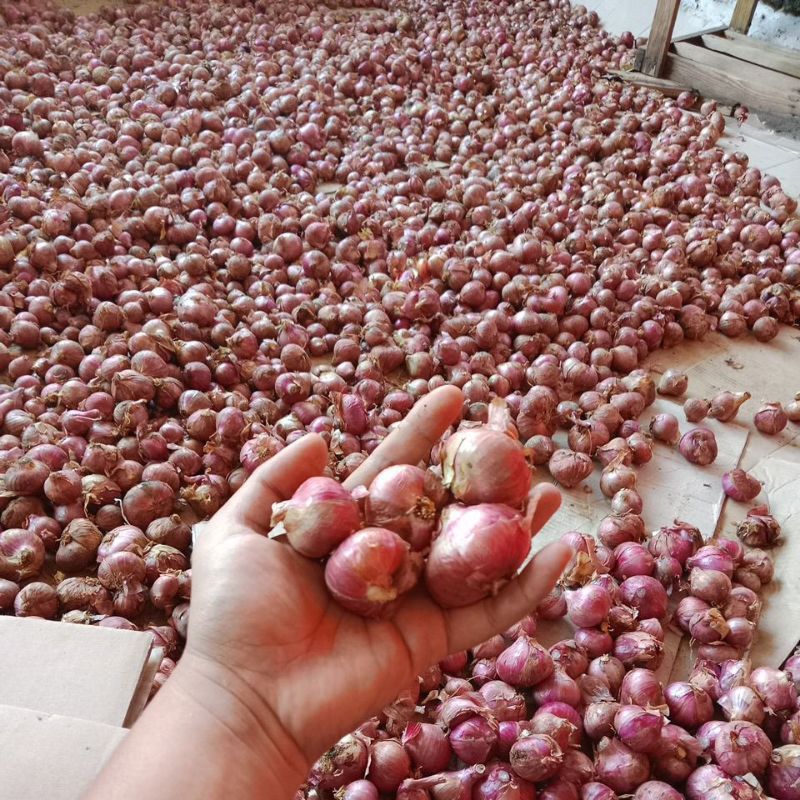 

Bawang merah batu bali kalet murah 1kg