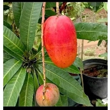 Bibit buah Mangga Yuwen