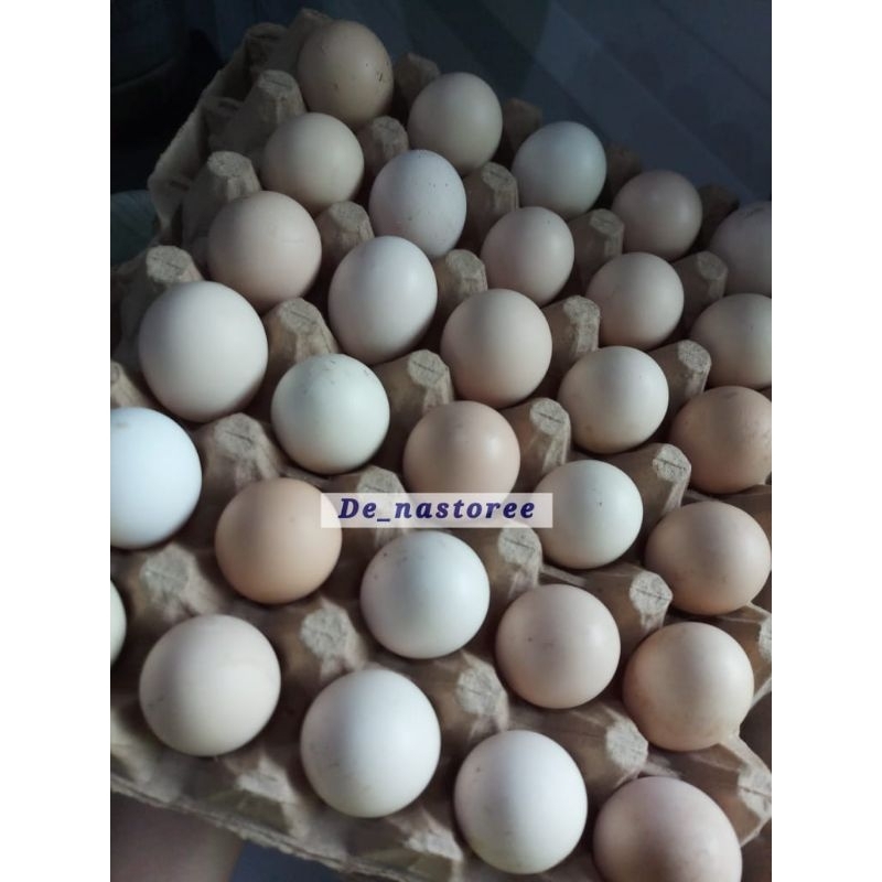 Telur Ayam Kampung Asli / Telur Ayam Kampung Fresh / Telur Ayam Kampung Peternakan