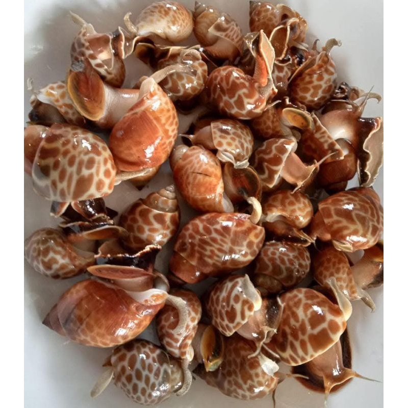 

Keong Macan Laut RJ Fish