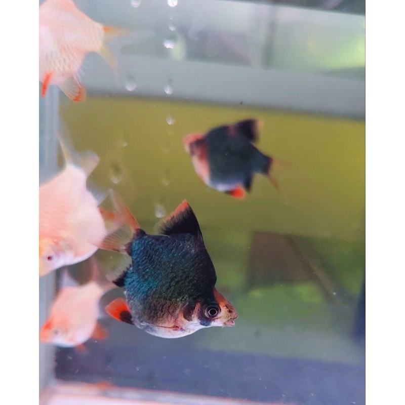 hiasan akuarium sumatra tiger balon/kebutuhan akuarium