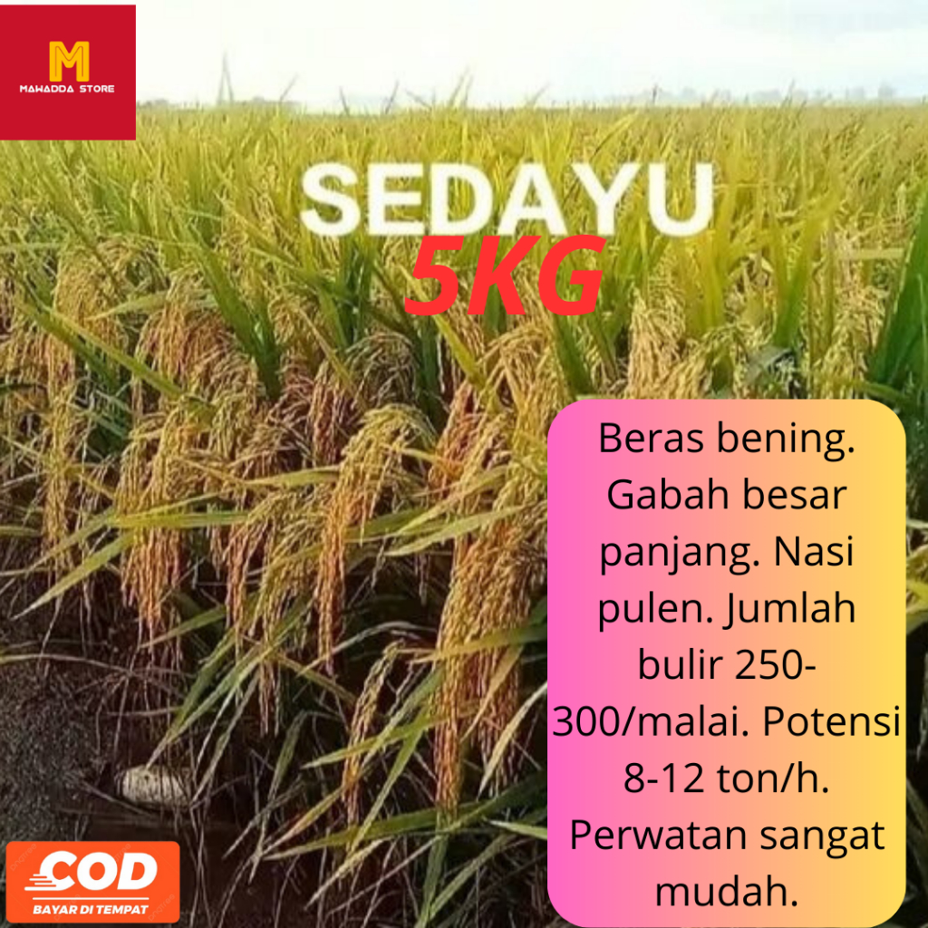 Biji Padi Terunggul Sedayu / Bibit Padi Sedayu 5KG
