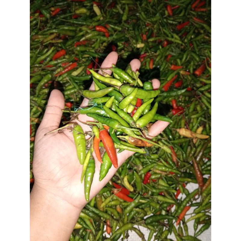 

Cabai kecil rawit Fresh 1Kg
