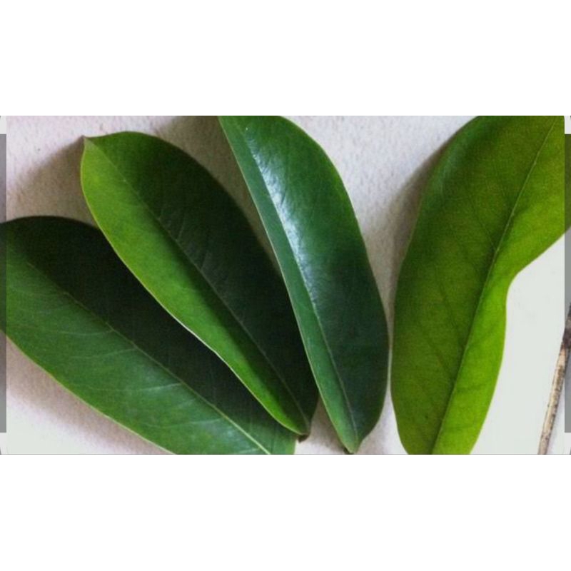 

Daun sirsak segar, Obat herbal tradisional 100 lembar