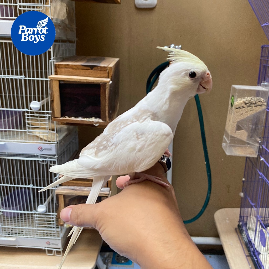 ParrotBoys - Burung Falk Cream Face White Face Heavy Pearl Belajar Siul