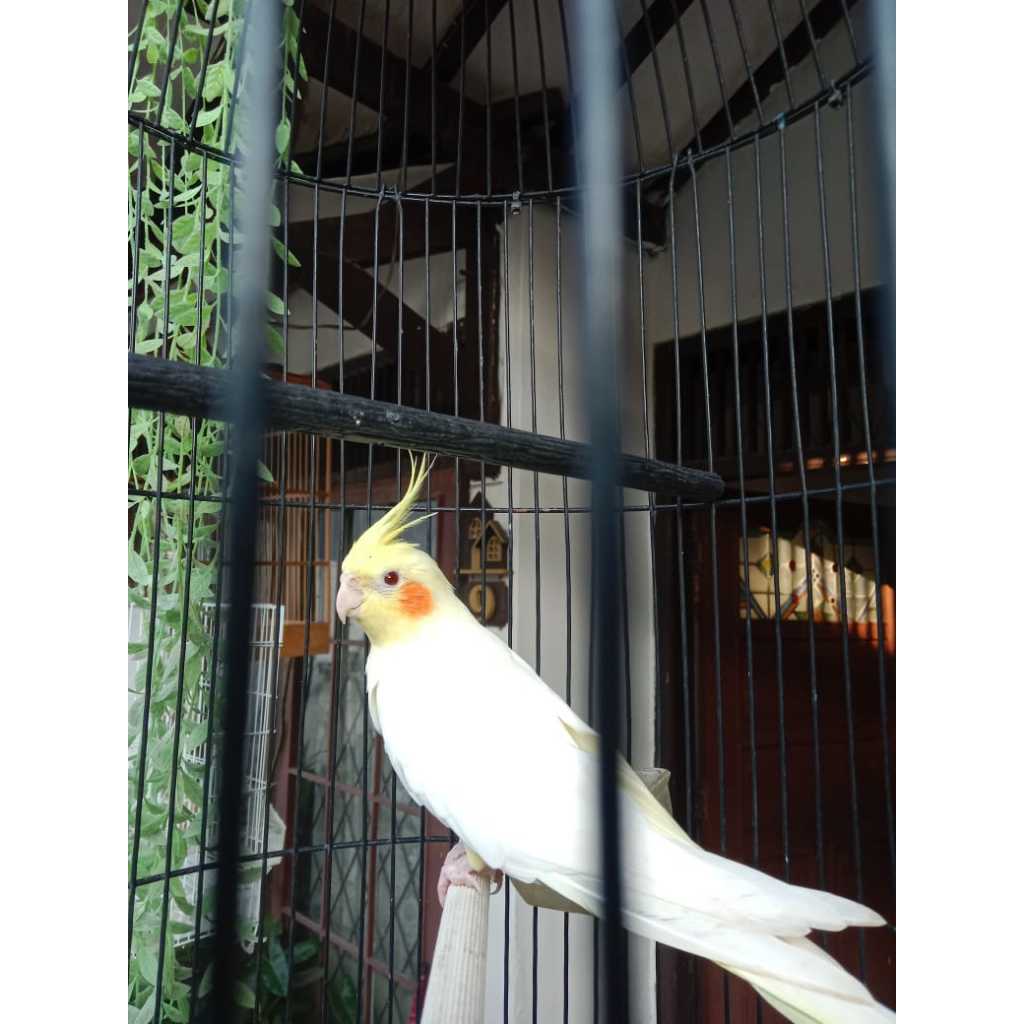 ParrotBoys - Burung Falk Lutino Betina 8 Bulan