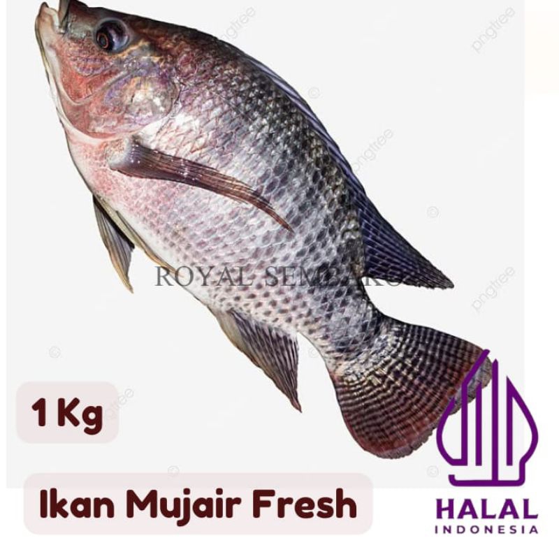 

TERMURAH IKAN MUJAIR 1Kg ,FRESH, HIGENIS, BERSIH, MURAH, BONELLES, TERJANGKAU, PREMIUM