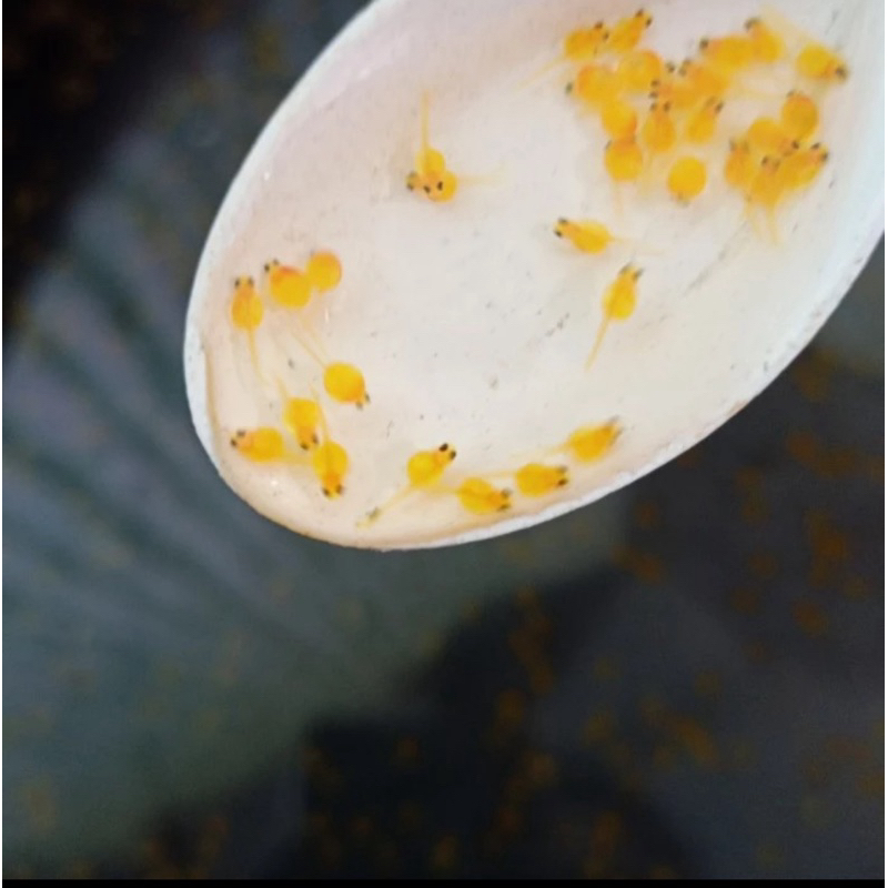 

telur gurame padang 500 butir