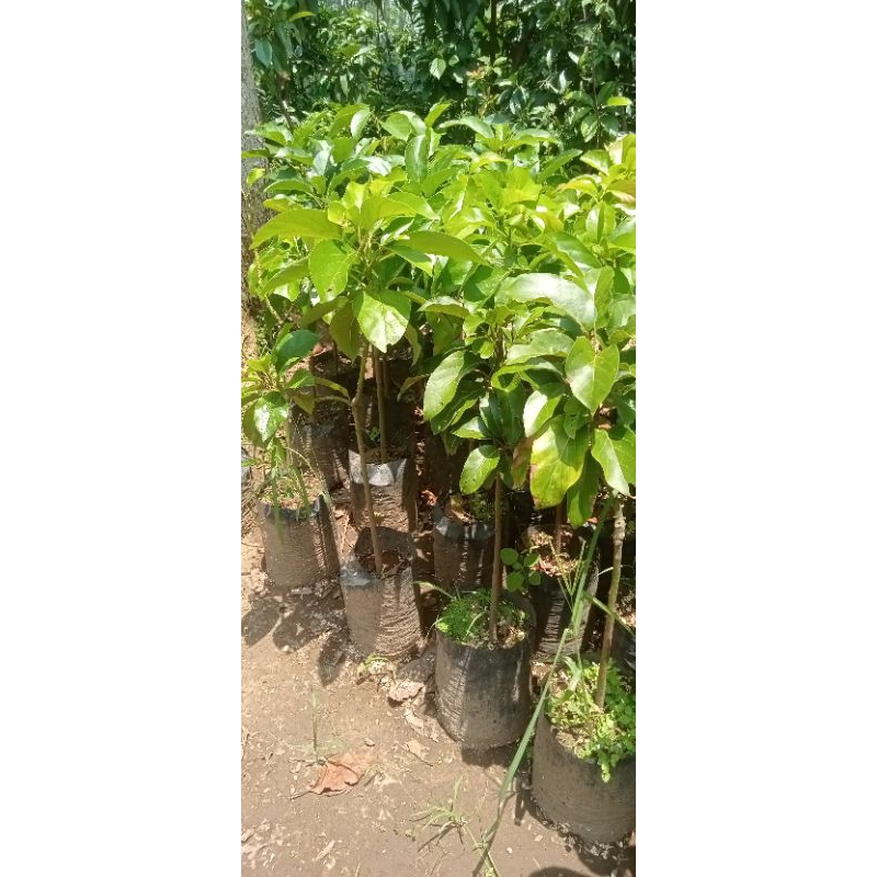 bibit apukat pluwang