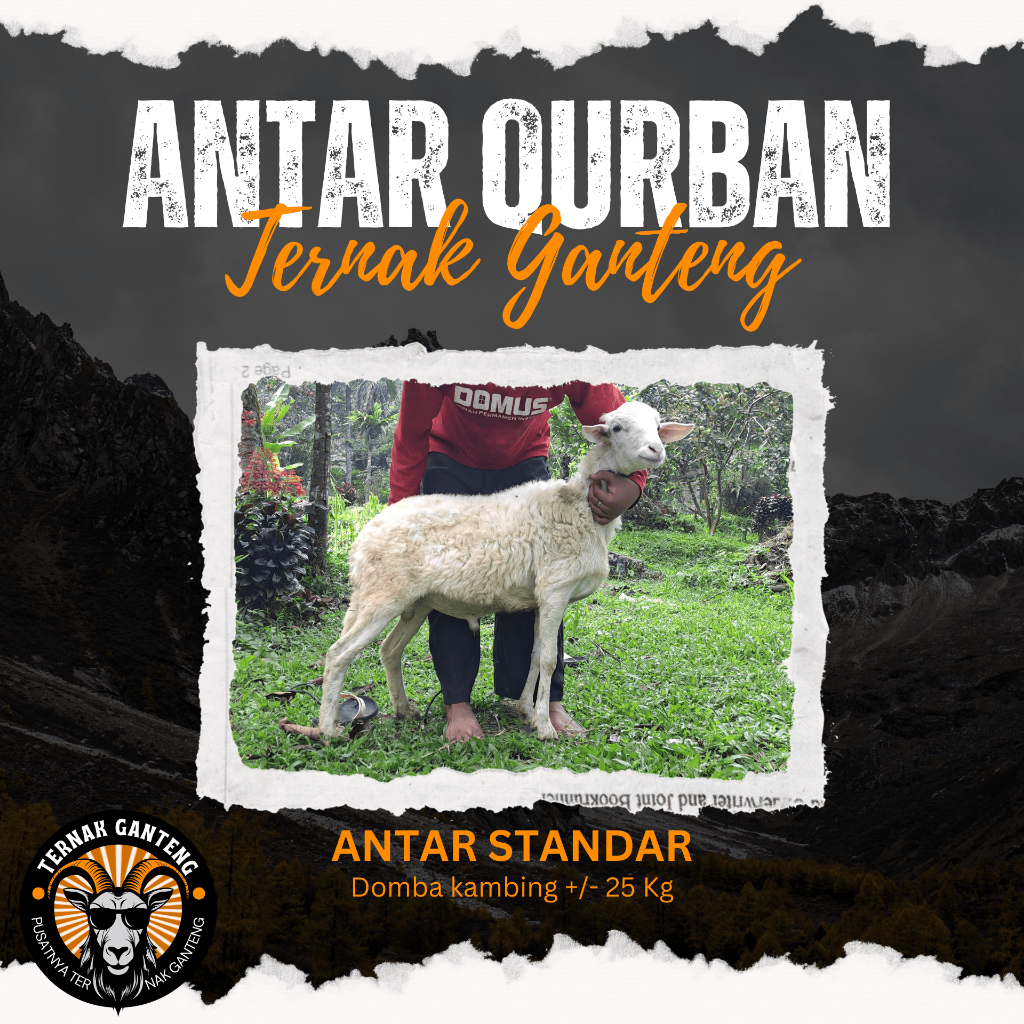 

Hewan Qurban Kambing Domba Qurban Kurban Hidup Bobot 25kg Qurban Ganteng