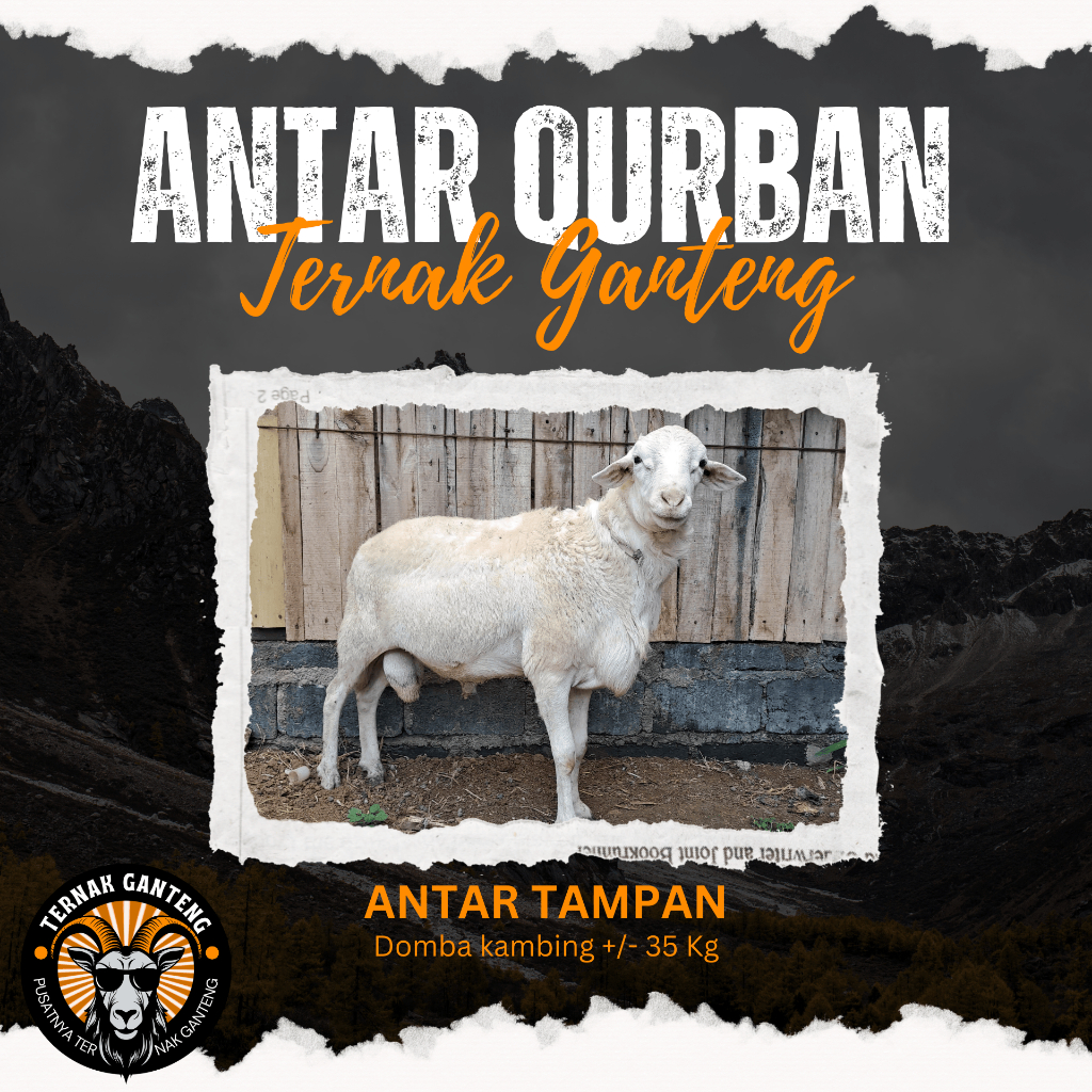 

Hewan Qurban Kambing Domba Qurban Kurban Hidup Bobot 35kg Qurban Ganteng