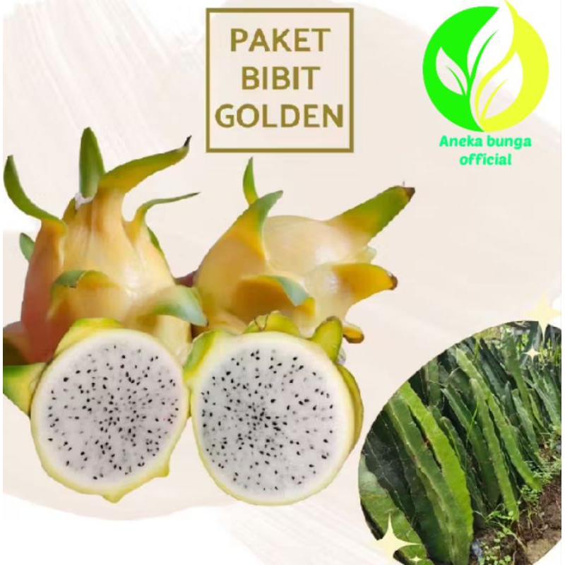 POHON BUAH NAGA KUNING ASLI / BATANG POHON BUAH NAGA GOLDEN