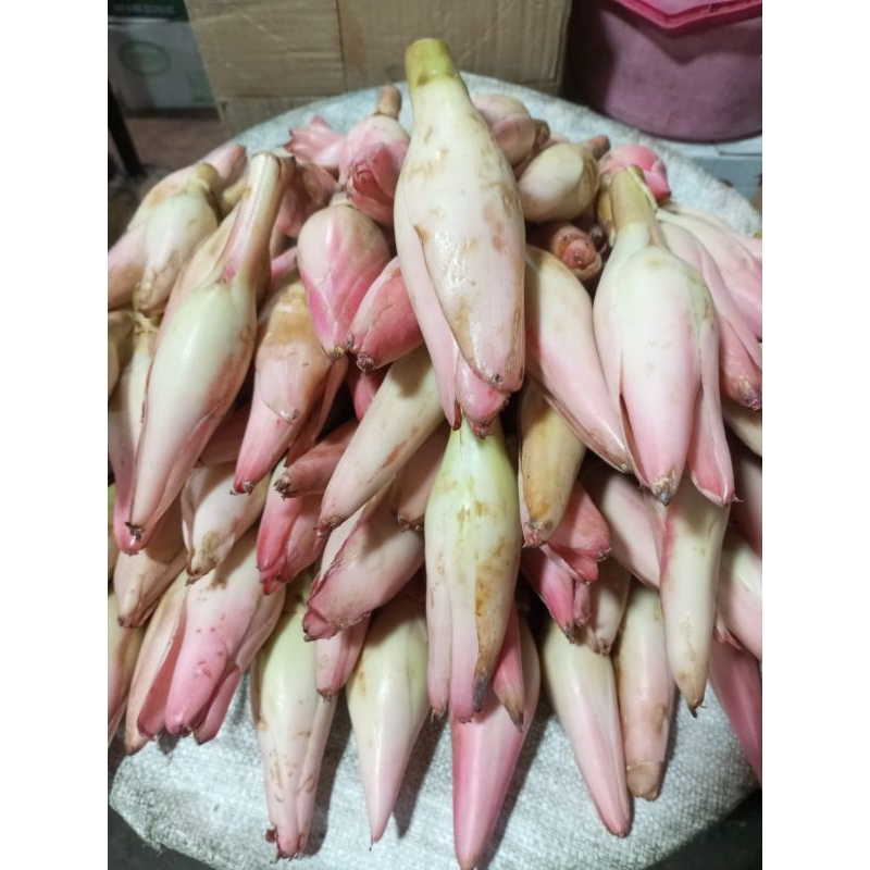 

kincung atau bunga rias segar 500g