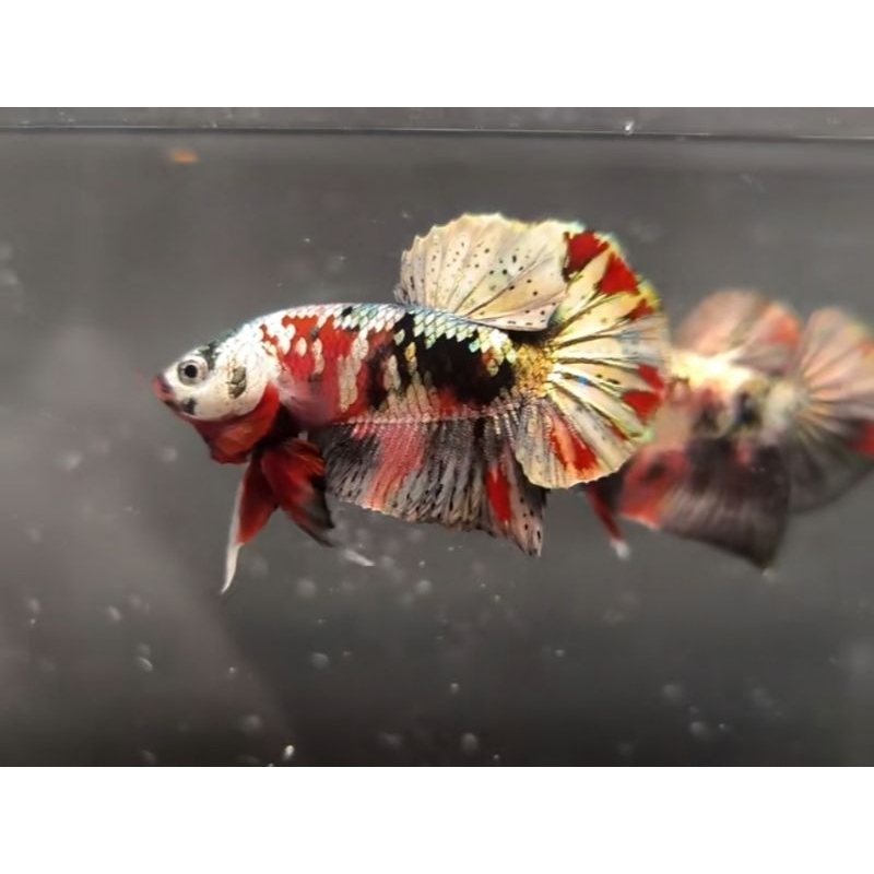 Cupang Red Koi Cooper