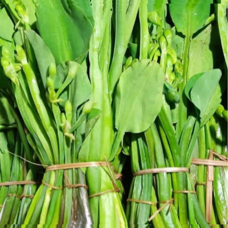 

Sayur Genjer / Daun Genjer / Bunga Genjer - Per Ikat