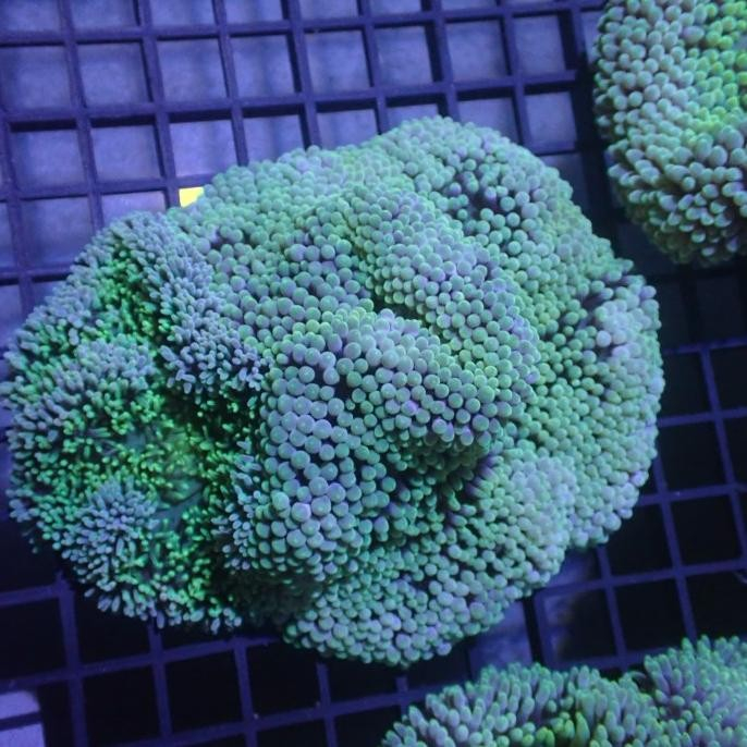 Anemon Karpet Rumah Nemo