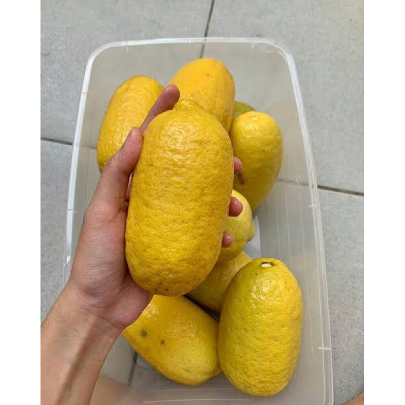 

Jeruk Lemon Ponderosa/jumbo