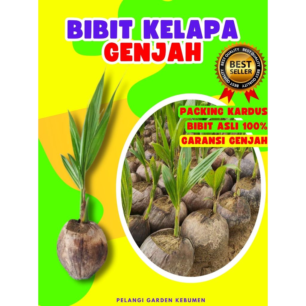 BIBIT PREMIUM.. Pohon Kelapa Ijo Pendek, Bibit Kelapa Ijo Genjah, Pohon Kelapa Jumbo