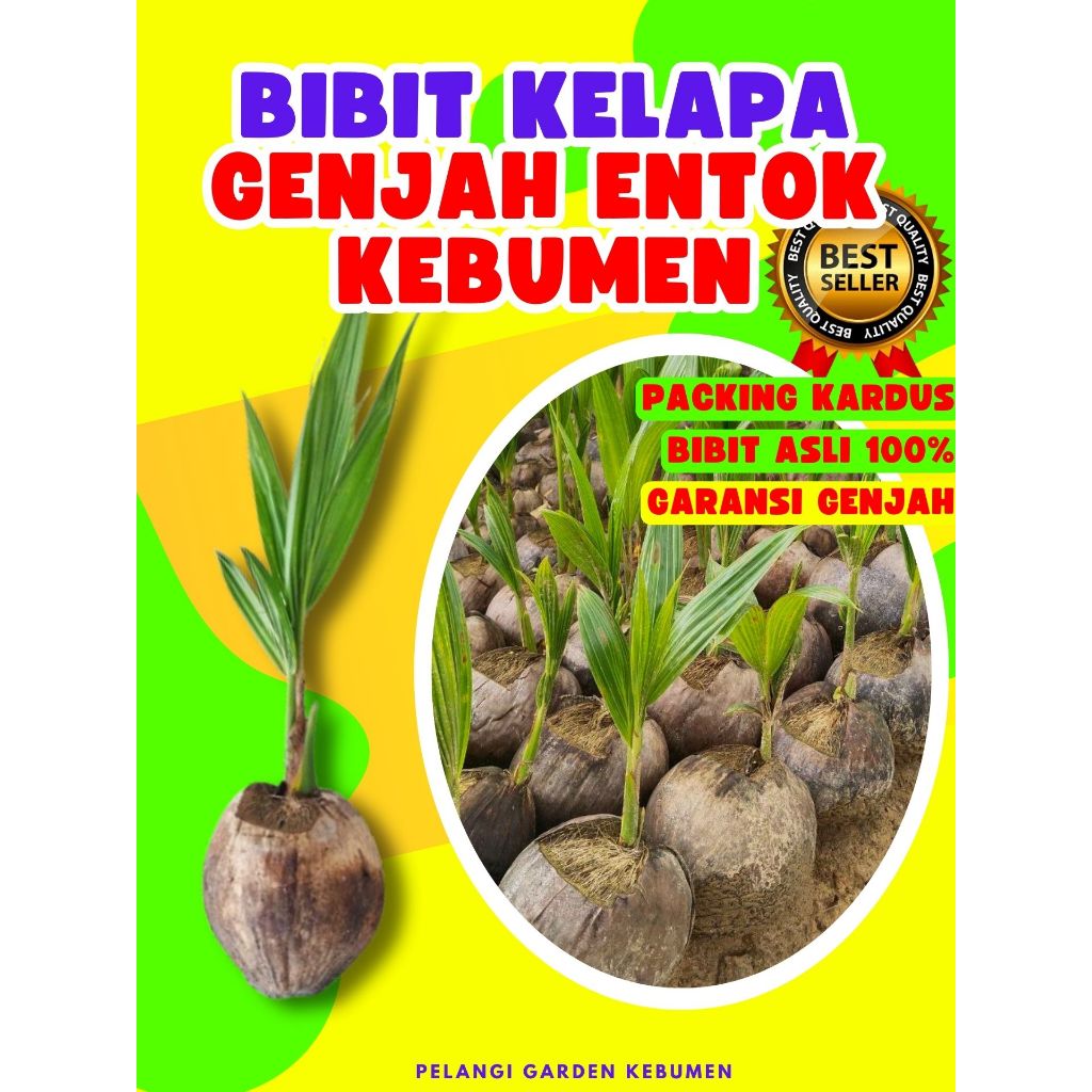LANGSUNG PETANI.. Pohon Kelapa Kuning Pendek, Pohon Kelapa Kampung, Pohon Kelapa Kembar