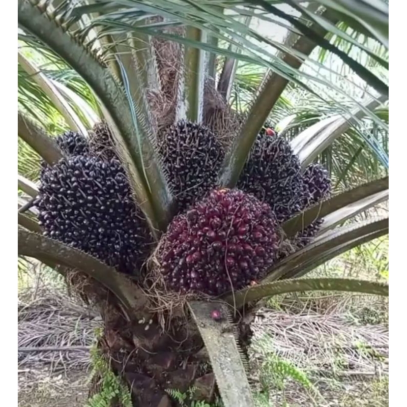 Benih Bibit Sawit PPKS YANGAMBI unggul Original buah padat
