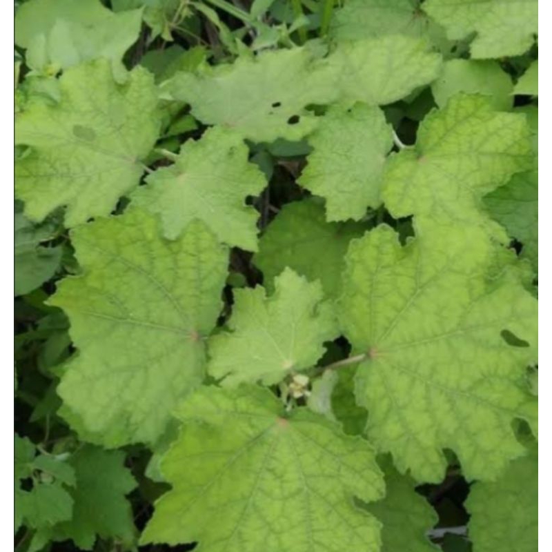 

daun pungpulutan/daun pulutan segar 500gram