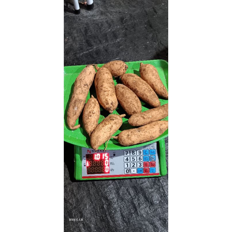 

UBI MADU UBI BAKAR REBUS KUKUS KOLAK KERIPIK 1KG