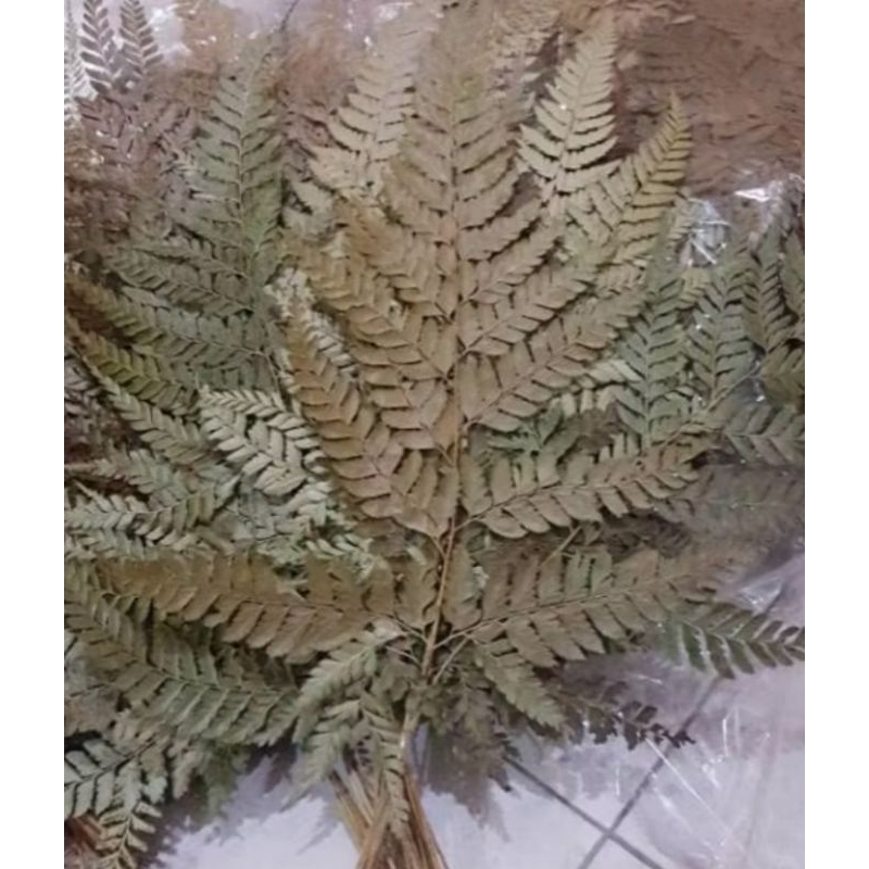 

DAUN PAKIS TUA BARU PETIK