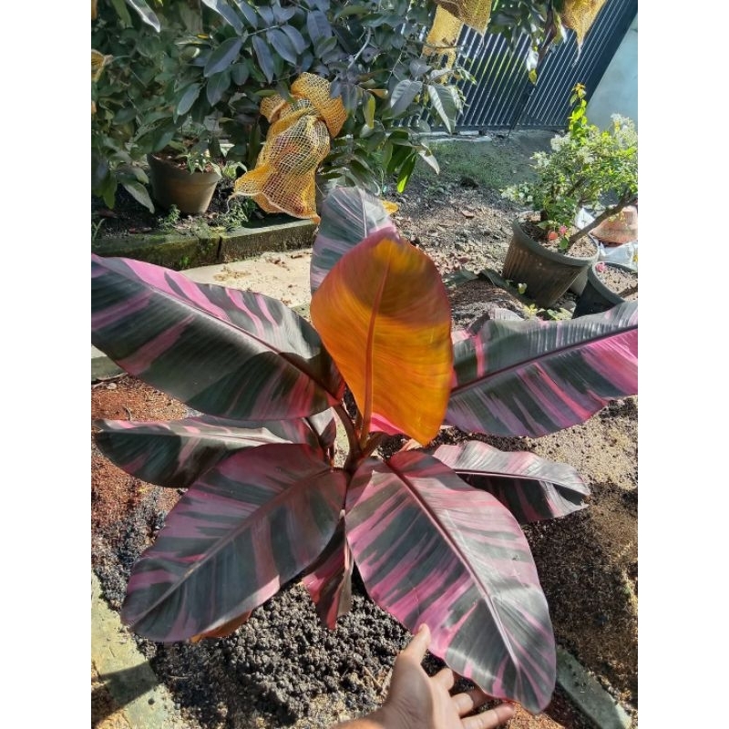 Estetik Bibit Nono Varigata, Bibit Pisang Nono Varigata, Asli Bibit Pisang Nono Varigata