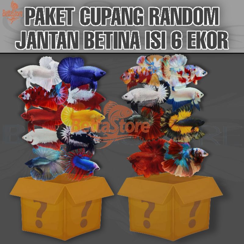 PAKET CUPANG RANDOM ISI 6 J4NT4N DAN BETIN4
