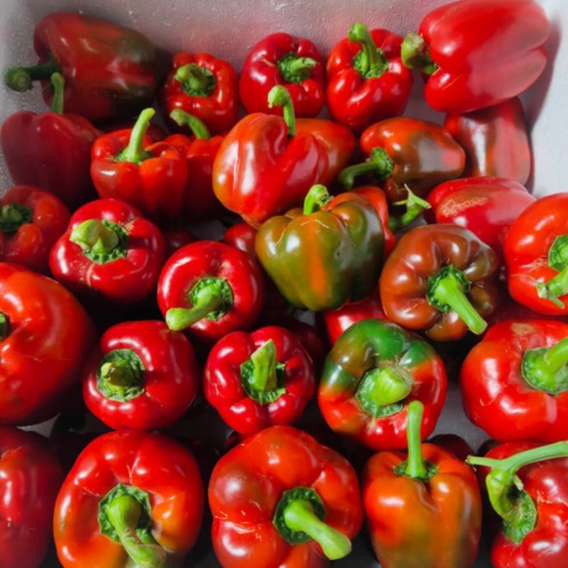

Paprika Merah Kuning Hijau - 1 Pcs (Satuan)