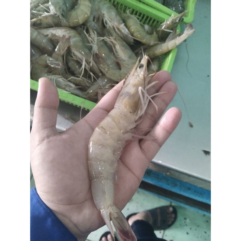 

Udang Vaname - Berat 250gr / Gressfood