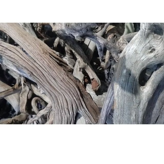 Kayu Santigi Laut Kecil - Kayu Tenggelam - Aquascape - Channa - 13