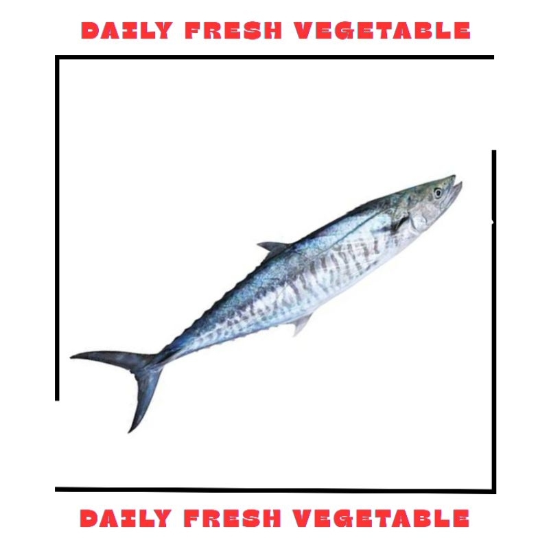 

Ikan Tenggiri Fresh 500gr