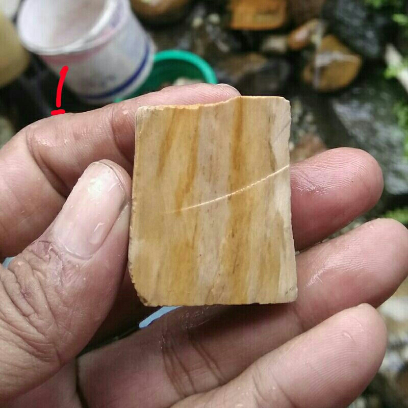 Batu Fosil Kayu Coklat Bahan Akik Asli Cibeet Natural Fossilized Wood