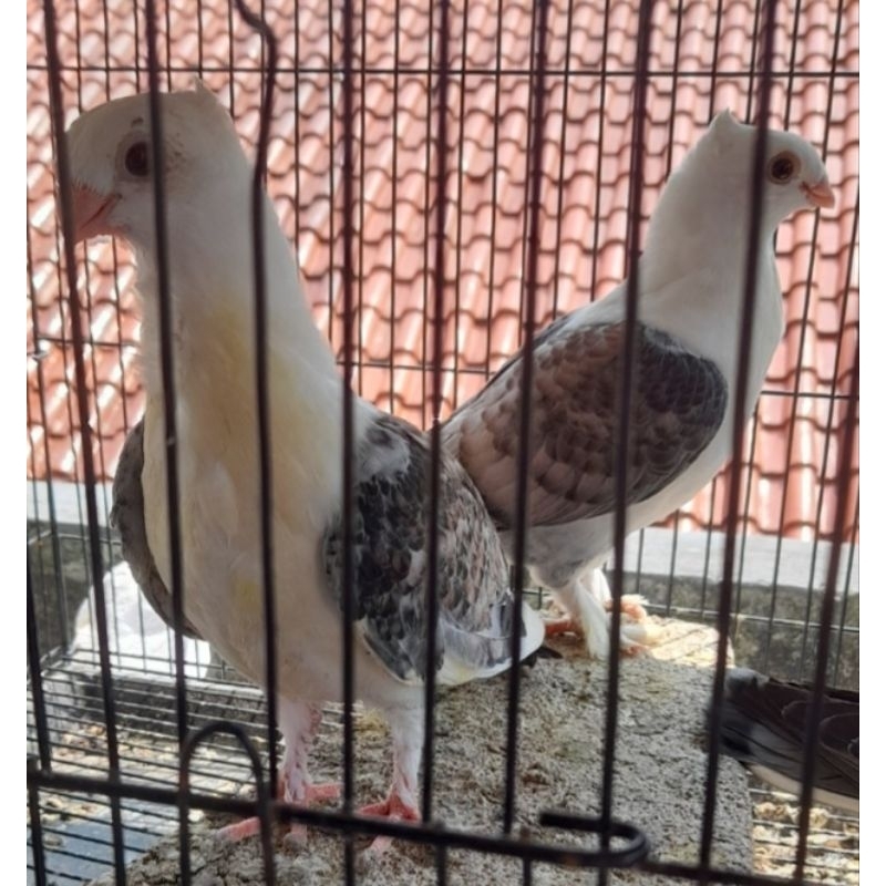 BURUNG MERPATI HIAS SANTINET REMAJA satuan