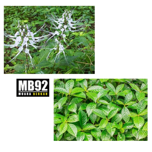 

paket Daun Pecah Beling dan Kumis Kucing / kumis kucing dan keji beling isi 100 lembar