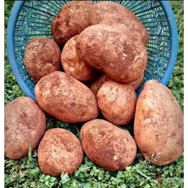 

kentang grade A besar jumbo asli Bromo 1kg