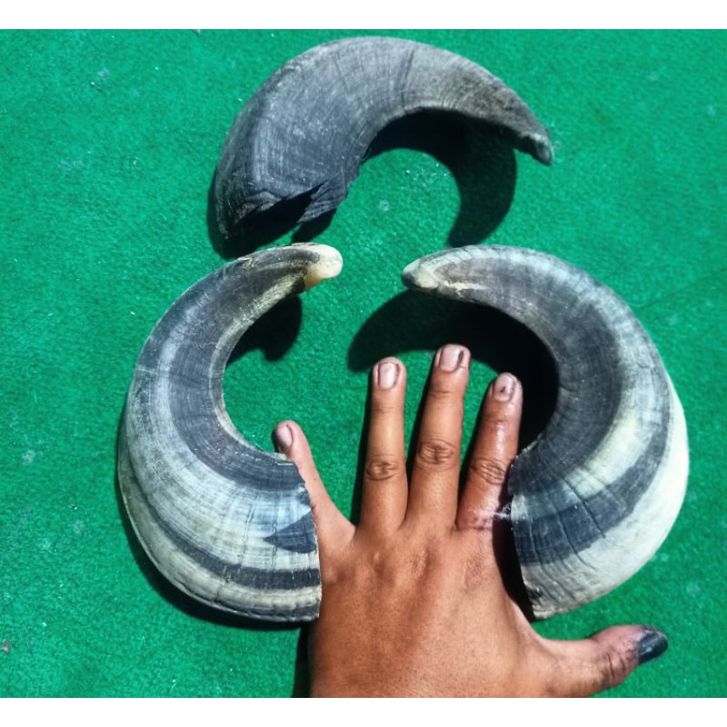 tanduk kambing bijian